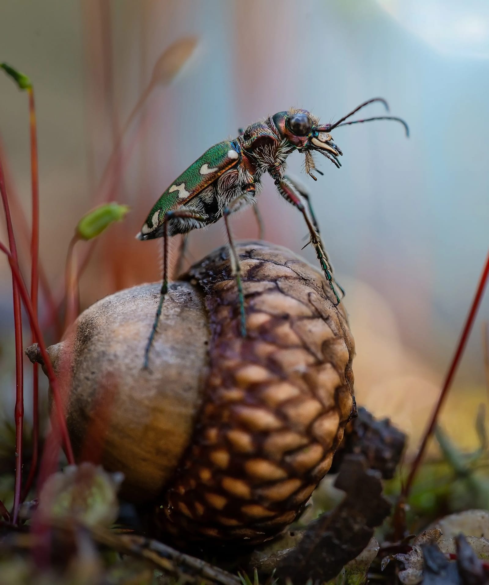 Photo of a stink bug on an acorn