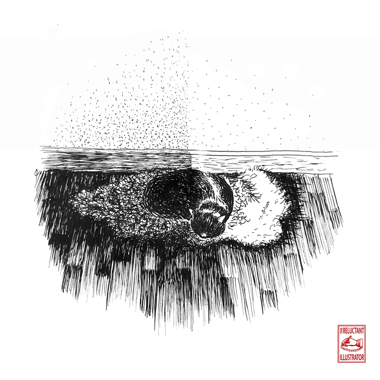 Sleeping cat